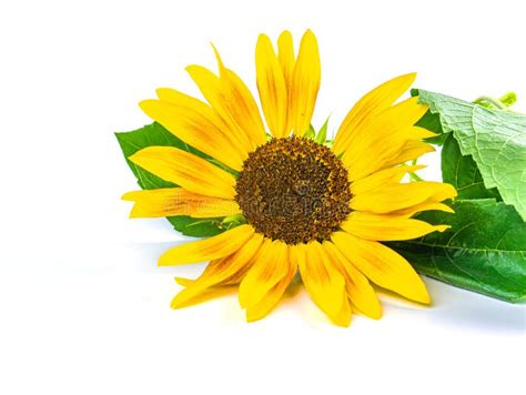 Sunflower Flower With Green Leaves On A White Background Stock Photo