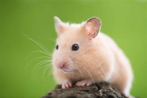 How Long Do Hamsters Live An Easy Guide To Hamster Lifespan Pets