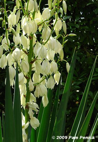 Velg blant mange lignende scener. Blue leaves & white bells | Digging