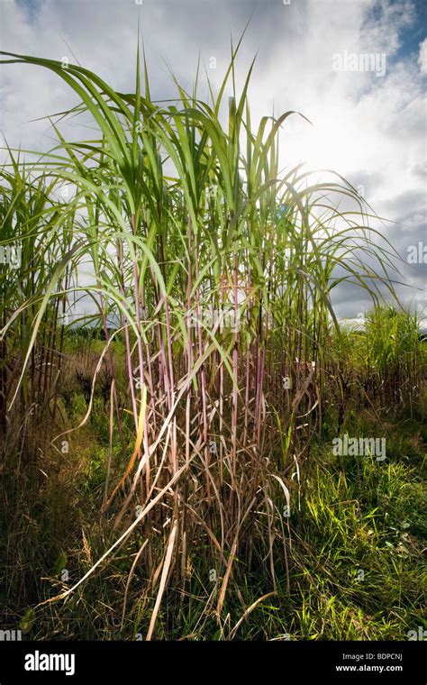 A Crop Of Elephant Grass Miscanthus Growing In A Field In