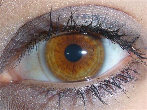 Filelight Brown Amber Eye Rare Eye Colors Hazel Colored Eyes Beautiful Eyes Color