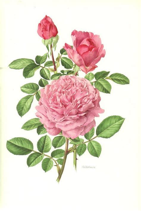 Pink Rose Print 1985 Vintage Rose Art Print Vintage Botanical Art Yves