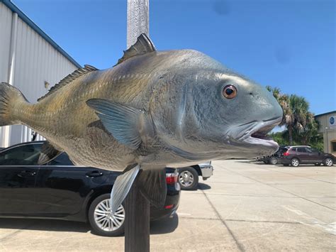 44 Inch Black Drum Fish Mount Production Proofs Invoice 21577