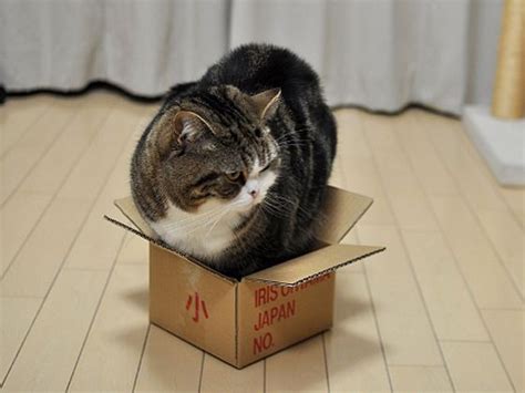 Maru In A Box Cats Funny Cats Cat Sitting
