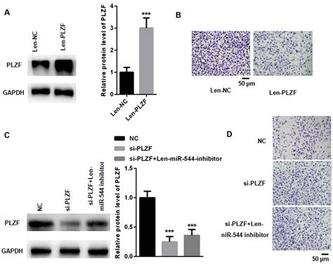 extracellular vesicle derived mir 544 downregulates expression of tumor suppressor promyelocytic
