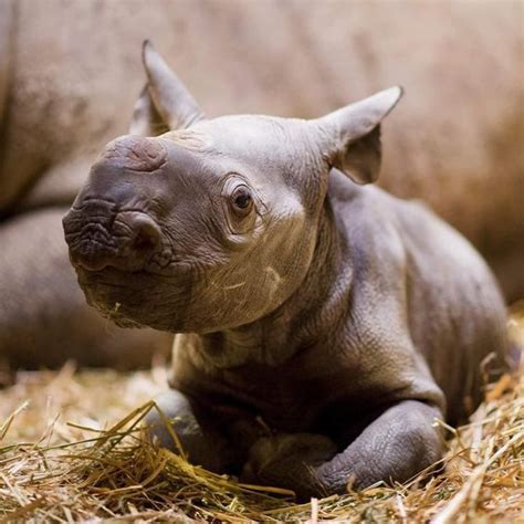Tiny New Black Rhino Baby Babyanimalsadorable Baby Animals Super
