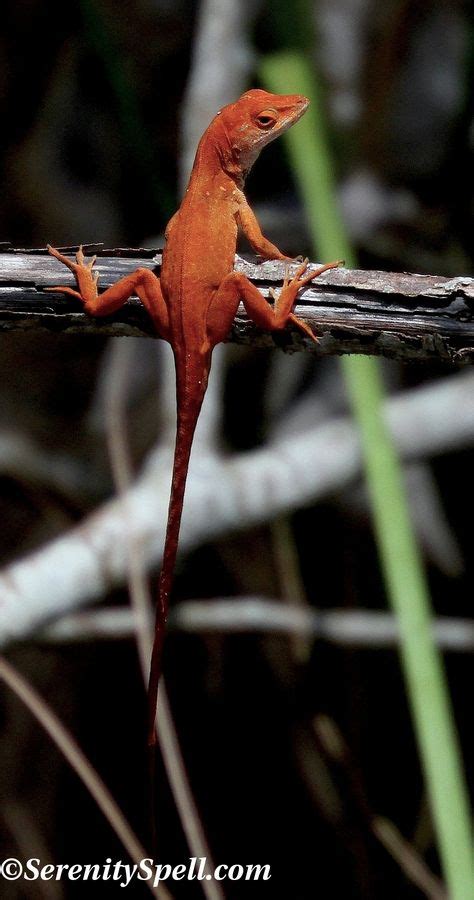 Rare Orange Anole Florida Everglades Reptiles Reptiles And