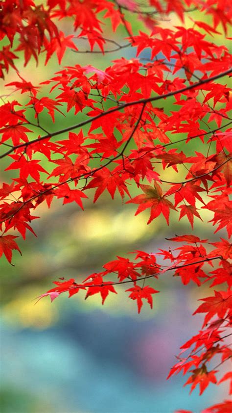 Free Download Maple Leaves Fall Autumn Water 4k Ultra Hd Mobile
