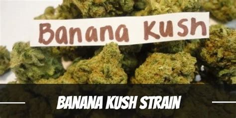 Banana Kush Cannabis Information And Review