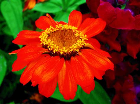Orange Flower Thriftyfun
