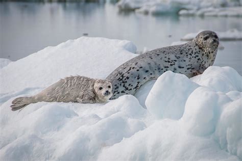 Arctic Biodiversity At Risk As World Overshoots Climate Planetary Boundary