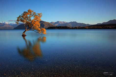 Lone Tree In Lake Wanaka Nz By Jerry Enerva Tree Cool Places To