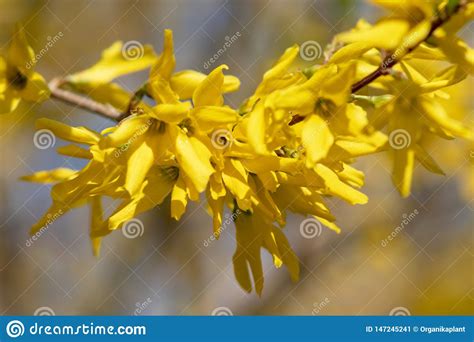 Yellow Blooming Forsythia Flowers In Spring Close Up. Golden Bell, Border Forsythia Forsythia X ...