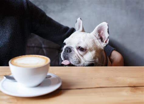 Can Dogs Drink Coffee Petmd