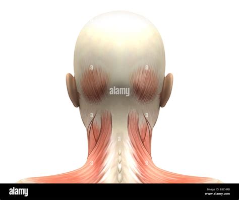 Human Back Muscles Hi Res Stock Photography And Images Alamy