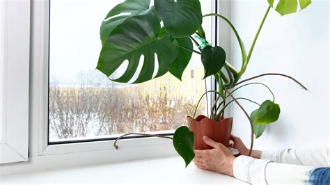 How To Help Your Houseplants Survive The Winter Bob Vila