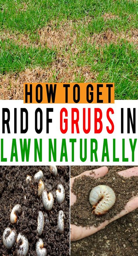 Get Rid Of Grubs In Lawn Naturally How Garden Grubs Garden Pests