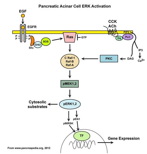 Erk Activation And Its Role In Pancreatic Acinar Cell Function