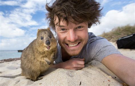 How To Take A Selfie With A Quokka The Ultimate Guide Quokka Hub