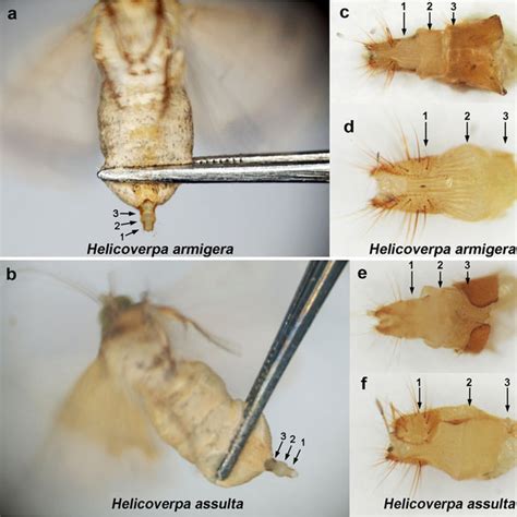 pdf transcriptome comparison of the sex pheromone glands from two sibling helicoverpa species