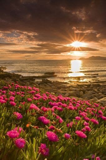 The Sun Is Setting Over The Ocean With Pink Flowers Growing In Front Of
