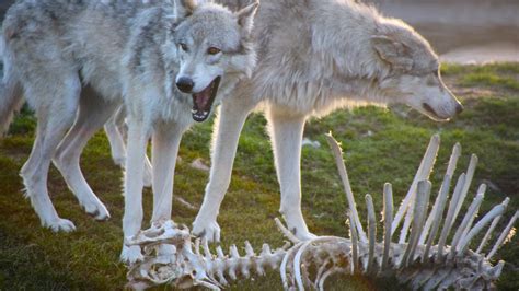 Animal Two White Wolves Standing Near A Skeleton 4k 5k Hd