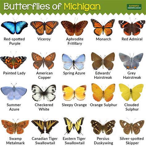 Types Of Butterflies In Michigan