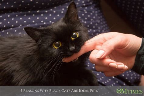 5 Reasons Why Black Cats Are Ideal Pets Omtimes Magazine