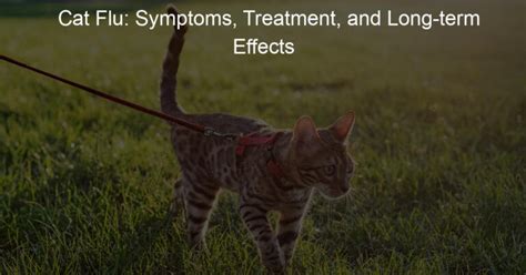 Cat Flu Symptoms Treatment And Long Term Effects Harness Hug