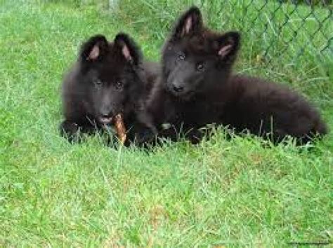 The belgian malinois was used for military purposes as far back as world war i with many soldiers bringing their malinois dogs home to the states after the war ended. Belgian Sheepdog Puppies for Sale | Handmade Michigan