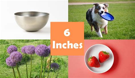 11 Things That Are 6 Inches In Diameter