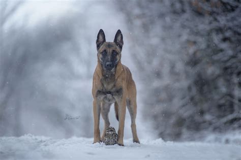 Photographer Captures The Touching Bond Between A Dog And An Owl
