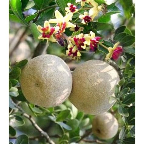 Buy Limonia Acidissima Kawath Plant Wood Apple Online India At
