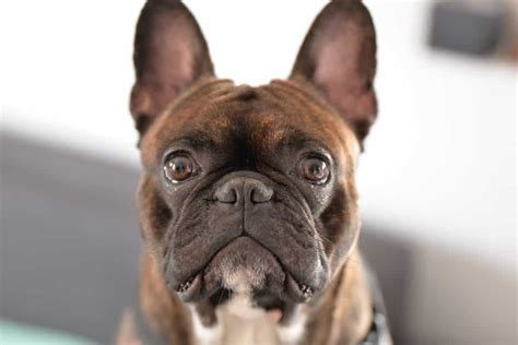Cherry eye is the condition that looks most dire but may be least dangerous in fact. Do French bulldogs have a lot of health problems ...