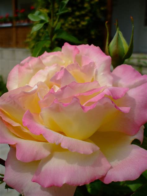 Free Images Blossom Flower Petal Bloom Flora Pink Rose
