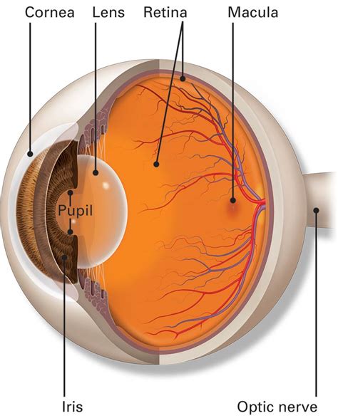 Eye Anatomy Parts Of The Eye And How We See Eye Health Eye Anatomy