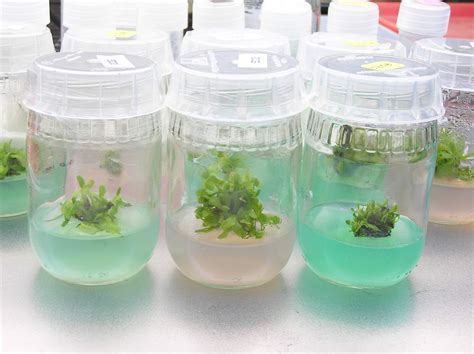 How To Tissue Culture Plants Herb Garden