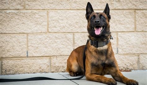 10 Military Dogs Who Made History We Are The Mighty