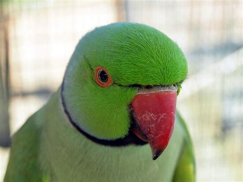 Indian Green Ring Necked Parrot Walk In Averyact By