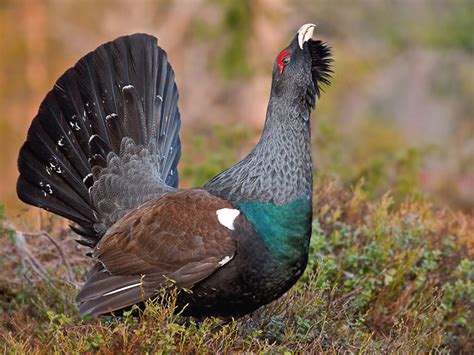 Storfugl (tetrao urogallus) er en art av skoghøns (tetraonini) i fasanfamilien (phasianidae), som er en av flere familier i ordenen med hønsefugler (galliformes). Natur, planter og dyr - Nørdalen Natur- og Kultursti