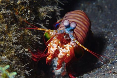 20 Animals And Sea Creatures With Amazing Abilities