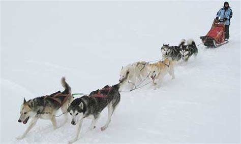 Dog Sledding In The Swedish Arctic Wanderlust