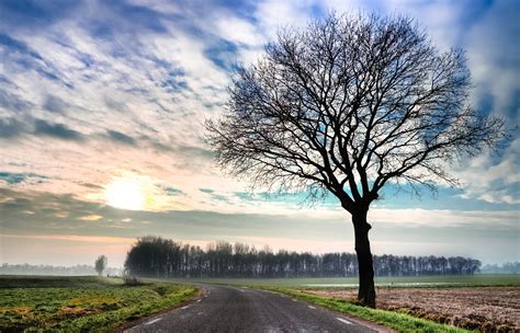 Tree Winter Hdr Free Photo On Pixabay Pixabay