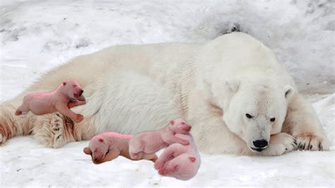 how polar bear giving birth and feeding her cubs youtube