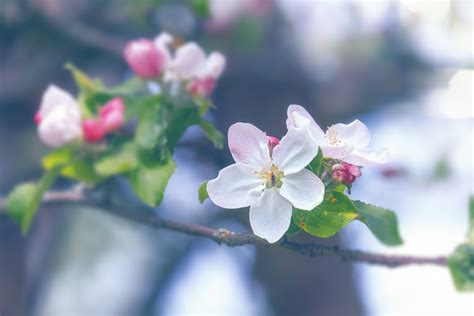 Spring Blossom Bloom Free Photo On Pixabay Pixabay
