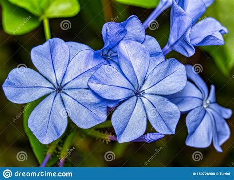 Flower Plumbago Auriculata Blue Blue Flower Bouquet Plumbago
