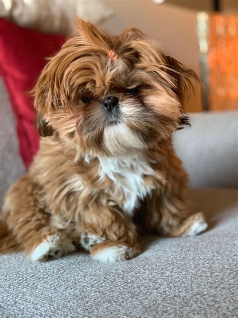 Pin By Megan Wegge Ritonya On What I Want To Buy Shih Tzu Puppy Shih