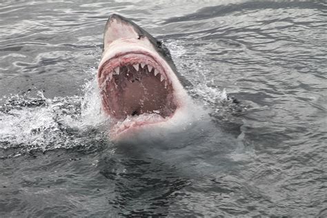 Great White Shark Victim Recounts Attack I Wasnt Going To Be Able To