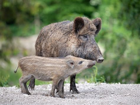 Wild Pigs Have Climate Impact Equivalent To 1 Million Cars Researchers