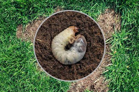 How To Get Rid Of Grubs In Your Lawn Au